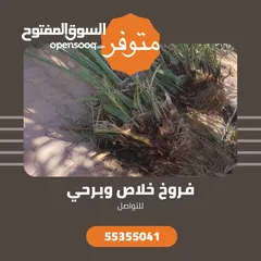  1 متوفر فروخ برحي وخلاص