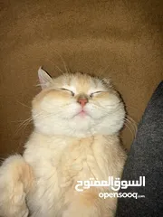  2 سكوتش فولد جولد ستريت