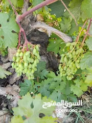  1 حصرم عنب حامض