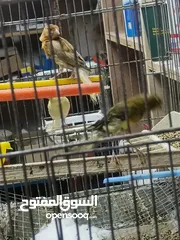  3 كنار للبيع الحبة