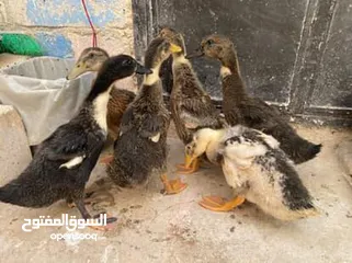  3 بط بلدي 30