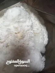  3 قطن و بوليستر جديد