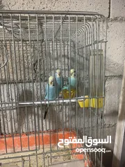  1 طيور حب ألوان حلوه