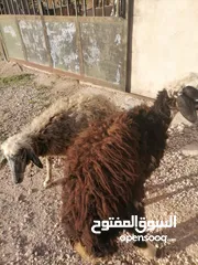  3 قرقير عدد إثنين للبيع