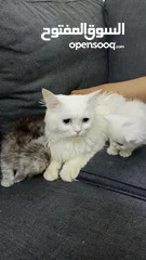  2 قطط انقورا تركي عمر شهر ونصف ذكورة