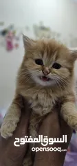  3 Persian Kittens  
