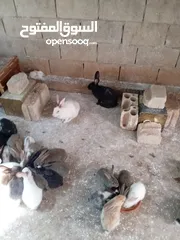  9 ارانب هجين خمس امهات وذكر مع مواليد منهم على وجه شغل العدد كامل خمسين
