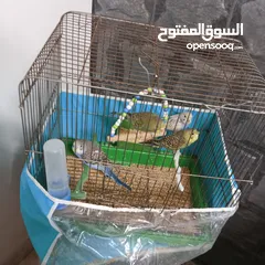  10 بسمله الرحمان الرحيم زوج تحتيهن ثلث فراخ   ويجي معهن ثلاثت أناث واحد ذكر بصلاة على النبي