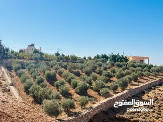  21 مزرعه مميزة جدا مع بيت ريفي ذات إطلالة غربيه على جبال فلسطين
