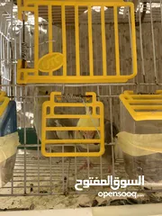  2 عصفور كوكتيل