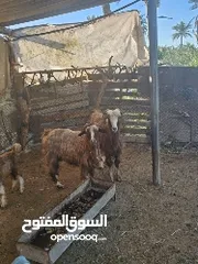  2 غنم للبيع تصلح حل ذبح وتربيه