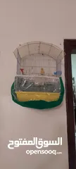  1 عصفور كنار ذكر