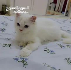  1 Persian kitten 3.5 months old