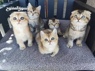  1 قطط سكوتش فولد للبيع