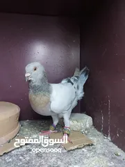  3 فحل و فرخ ...