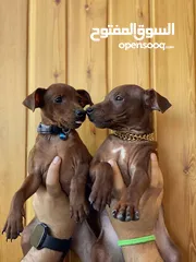  6 “للذوّاق فقط – Mini Pinscher بيور راقٍ ونادر