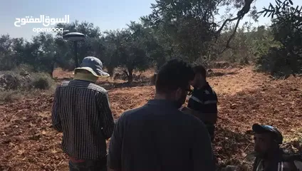  5 أرض مسطحة على رأس جبل مليئة بأشجار الزيتون تصنيف بي