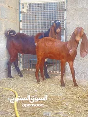  3 حلال باكستاني تيس وشاه اصل شوف الوصف