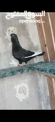  1 تفاصيل بالوصف