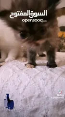  2 قطط شيرازي في الرحبه