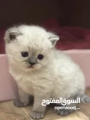  3 قطط شهر نص ..