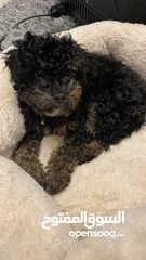  4 Toy poodle