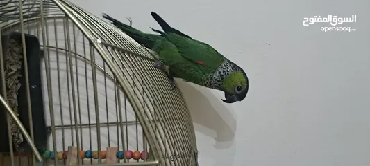  1 ببغاء جرين شيك لون مميز جدا متكلم بحكي بابا تعال حبيبي كوكو السلام عليكم