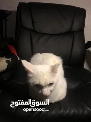  5 قطه نادره - العين