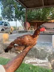  2 دجاج باكستاني للبيع الكميه محدوده تممت بيع اكثر من 10 دجاجات