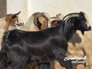  1 تيوس جباليات كبار وسمان العمر سنه ع 85 ف الرأس بالجمله وتنقي ع 95 حلوات الي يريد يذبح او يذخر