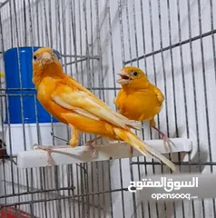  5 فحلين ... جزري واحمر