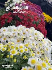  17 3،400دونم ماحص وادي شعيب الفحيص  استخدام سياحي سكني زراعي يكمن شقة قبول شقة  عمان الغربيه من ثمن