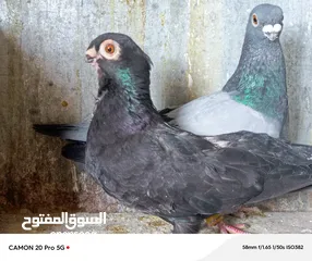  14 للبيع جواز منتجة