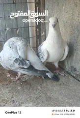  26 11 جوز مساويد، كشامره هومرات محيرات بواز مزهورات اسطنابله