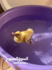  3 بطة صفرا صغيرة للبيع #بطة