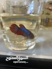 11 سمك فايتر واحواض للبيع