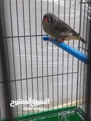  4 طيرة مكس انجليش جراي