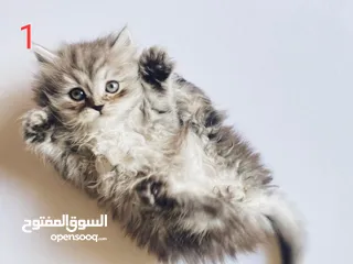  3 قطط للبيع بأسعار مغرية
