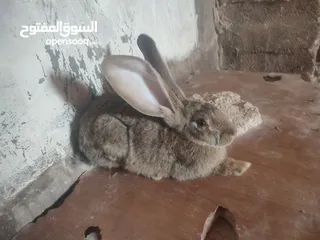  3 ذكرين الماني نخب أول