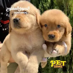  4 جراء مميزه من الجولدن ريتريفر