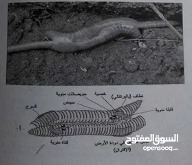  11 دود فيرمي كومبوست خليط بين دود الريدويجلر ودود التايجر وورم