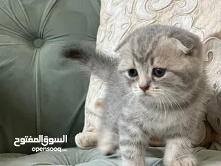  1 Scottish fold males