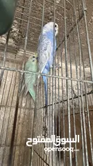  12 بسم الله الرحمن الرحيم اربع جواز حب رينبو كل لجواز تحتيهم بيض اشي قرب يفقص واشي جديد طبعاً اجواز