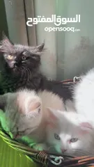 7 اربع قطط مكس هملايا وشيرازي انغورا للبيع :)