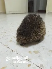  4 قنفد بري للبيع