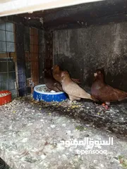  11 حمام زق شي فاخر من الاخر جواز كل جوز بسعره وفي فراخ  جواز مكفوله
