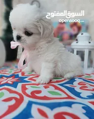  5 مني بيكنواه Xs الحجم القصير بيور