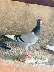 11 حمام انواع نخب اول معاكيف وبغدادي وابلق