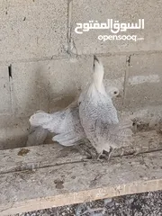  7 طيور مزرعه زرب الصواوين