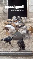  10 فراخ دجاج براهمي جميع الانواع البزرة الاصليه وباكستاني ماخذات جميع المطاعيم